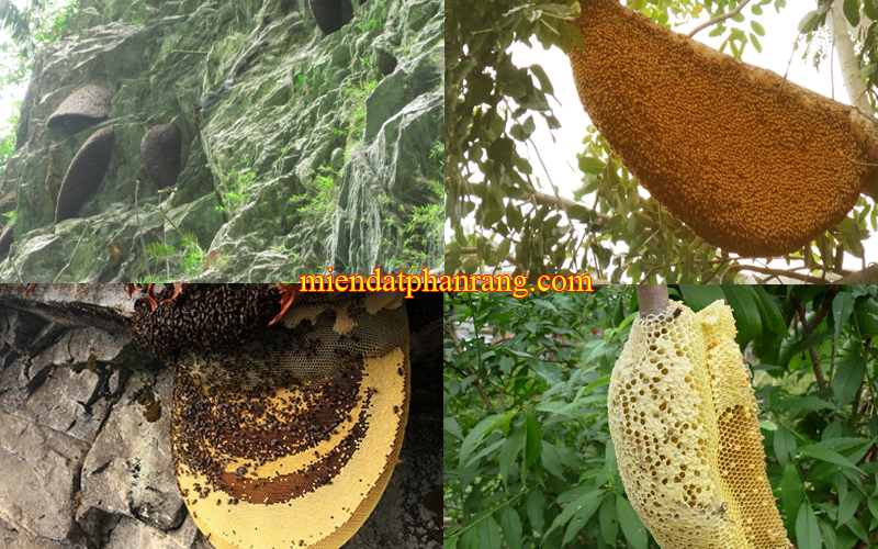 Tổ Ong Núi Rừng Phan Rang
